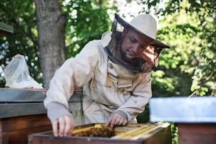 Porträt eines Imkers, der einen Wabenrahmen voller Bienen im Bienenhaus hält und arbeitet,