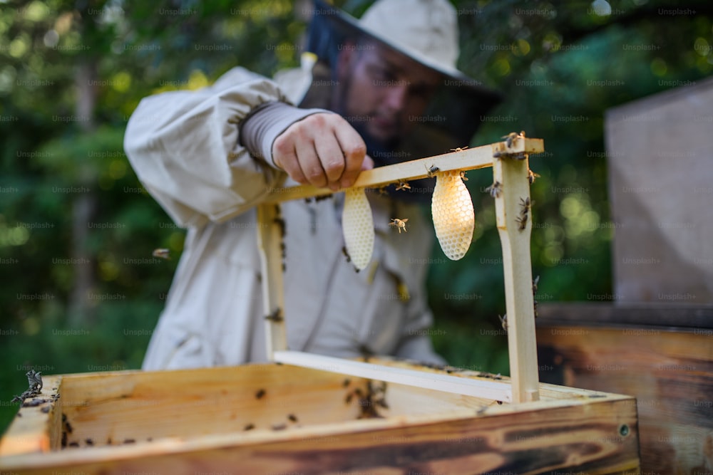 Ritratto dell'apicoltore che tiene la nuova cornice a nido d'ape nell'apiario, funzionante.