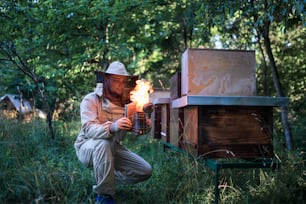 Front view portrait of man beekeeper working in apiary, using bee smoker.