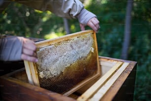 Unrecognizable man beekeeper holding honeycomb frame in apiary, working.
