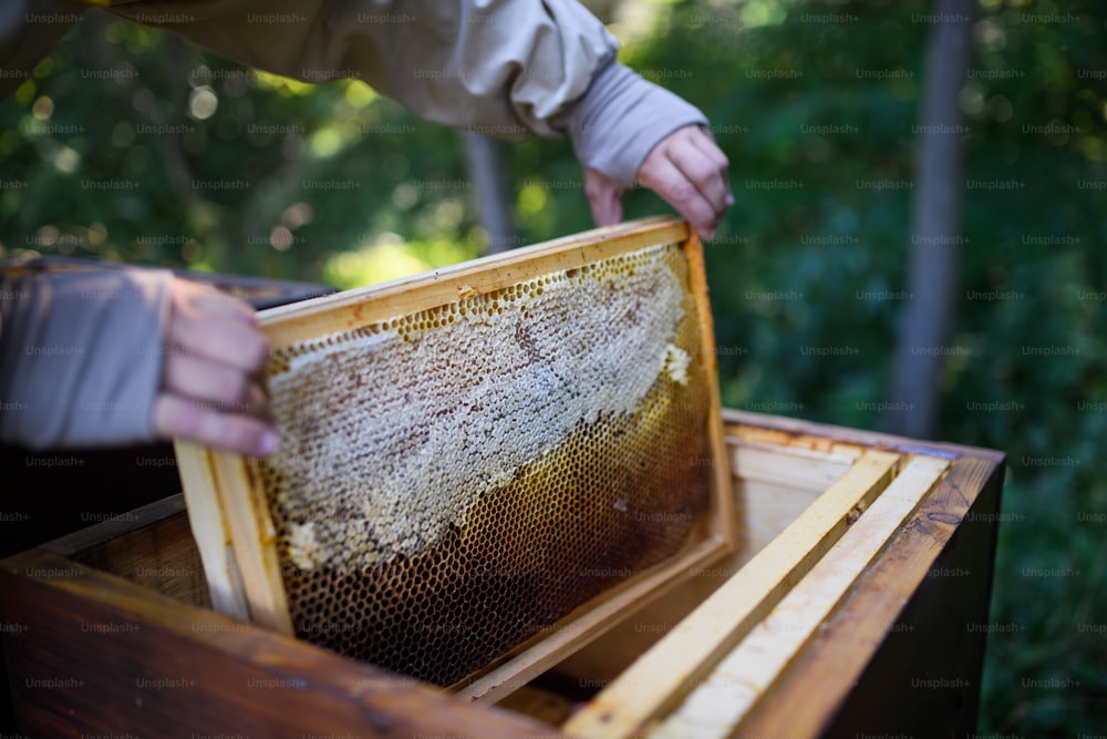 Uomo irriconoscibile apicoltore che tiene il telaio a nido d'ape nell'apiario, lavorando.