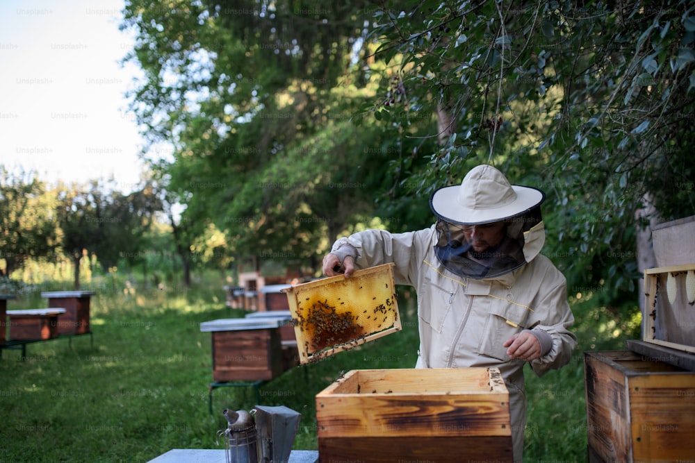 Ritratto dell'apicoltore dell'uomo che tiene la cornice a nido d'ape piena di api in apiario, lavorando,