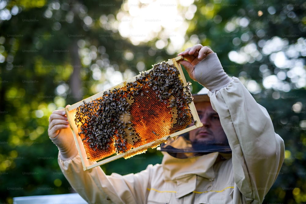 Portrait de l’apiculteur tenant un cadre en nid d’abeille plein d’abeilles dans le rucher, travaillant,