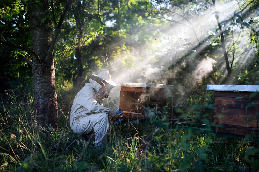 A portrait of man beekeeper working in apiary, using bee smoker.