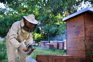Portrait d’un apiculteur travaillant dans un rucher, utilisant un fumoir d’abeille.