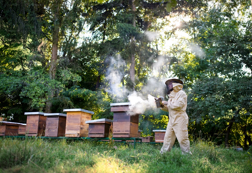 Portrait en pied de l’apiculteur travaillant dans le rucher, utilisant un fumoir d’abeille.