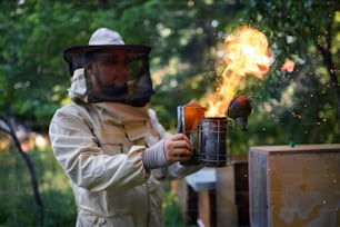 Vue de face portrait d’un apiculteur travaillant dans un rucher, utilisant un fumoir d’abeille.