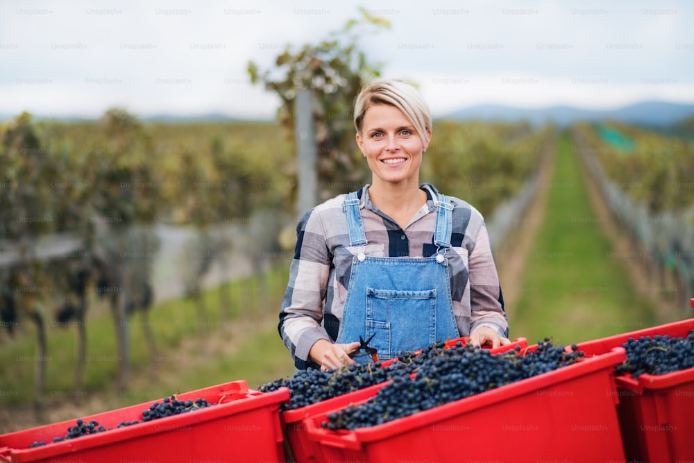 Retrato de mujer recolectando uvas en viñedo en otoño, concepto de vendimia.