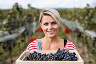 Retrato de mujer joven sosteniendo uvas en viñedo en otoño, concepto de vendimia.