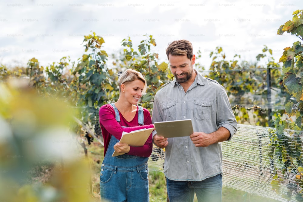 Portrait of man and woman with tablet working in vineyard in autumn, harvest concept.