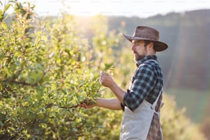 A mature farmer with hat and apron working in orchard at sunset. Copy space.