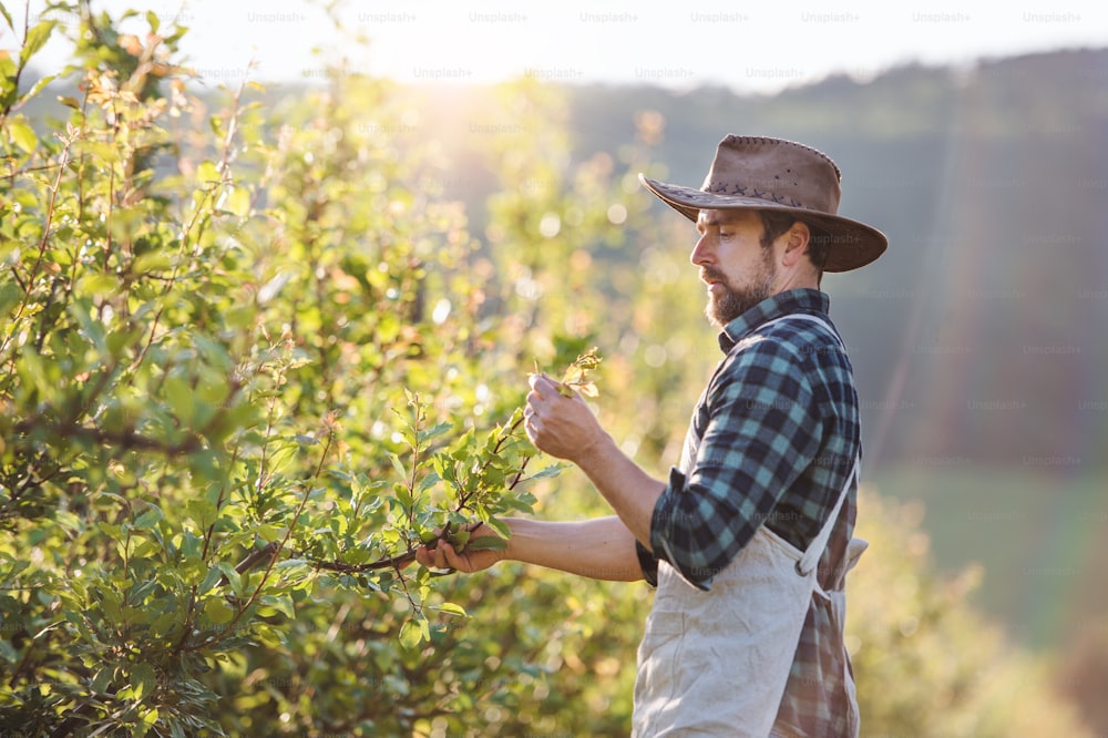 A mature farmer with hat and apron working in orchard at sunset. Copy space.