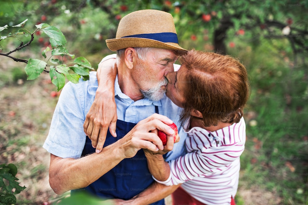 Una coppia anziana felice innamorata che si bacia quando raccoglie mele nel frutteto in autunno.
