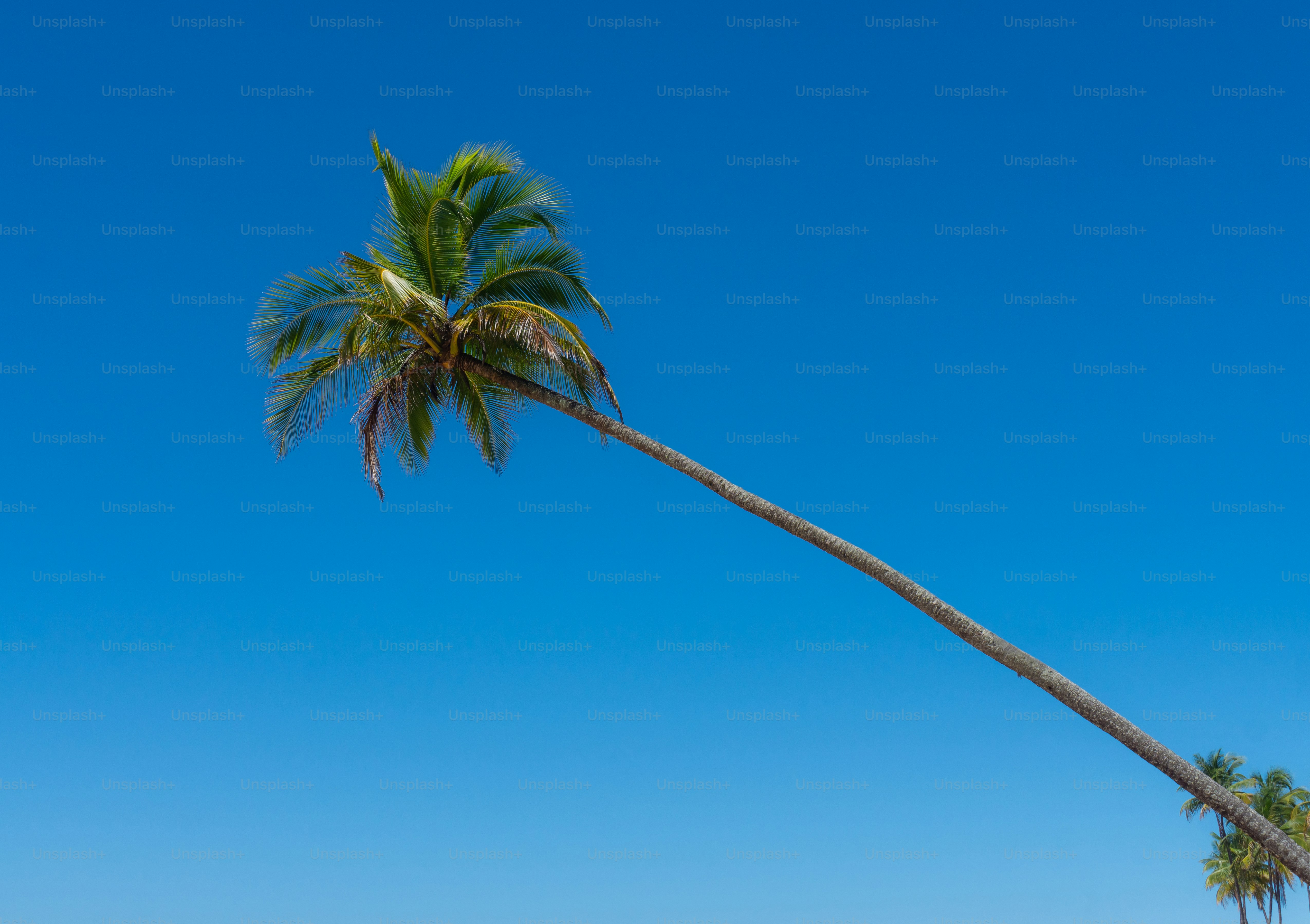 a palm tree leaning in the wind on a beach