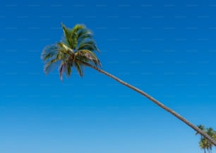 浜辺で風に寄りかかるヤシの木