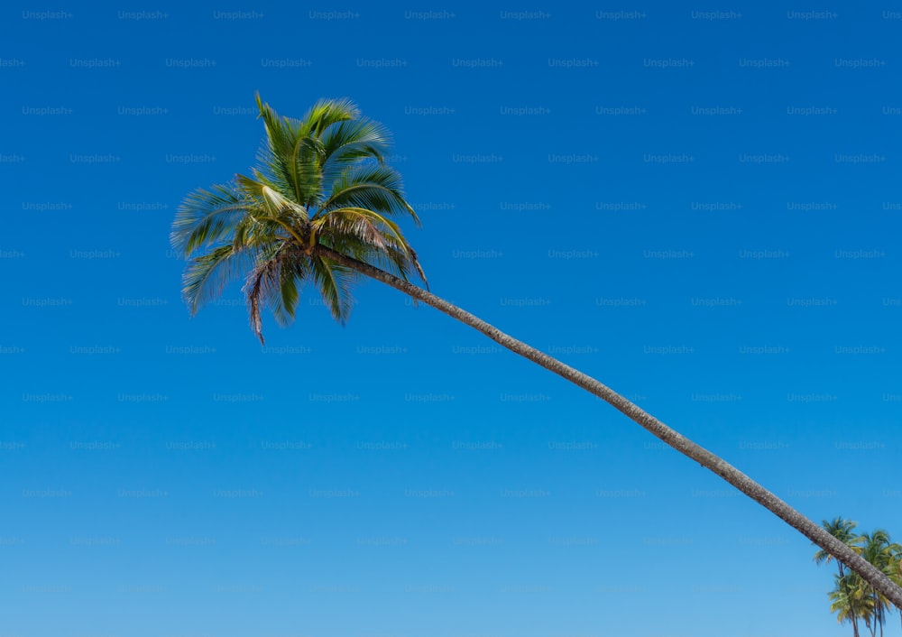 a palm tree leaning in the wind on a beach
