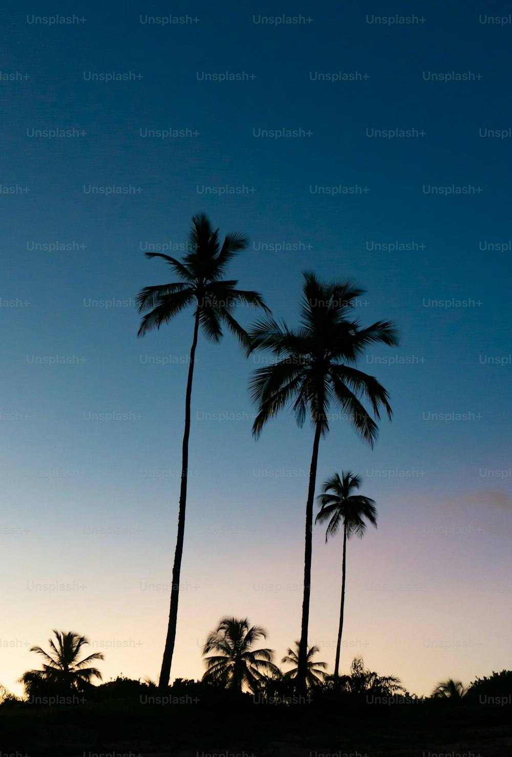 three palm trees are silhouetted against a twilight sky