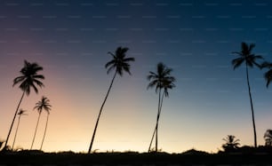 palm trees are silhouetted against the setting sun