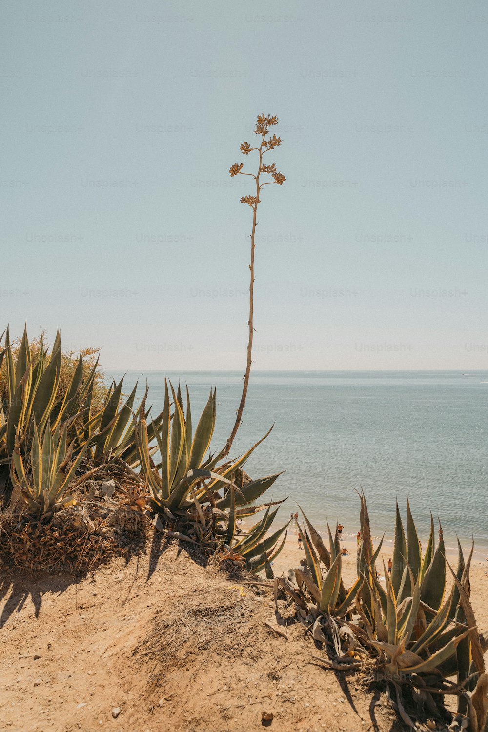 a plant is growing out of the sand on the beach