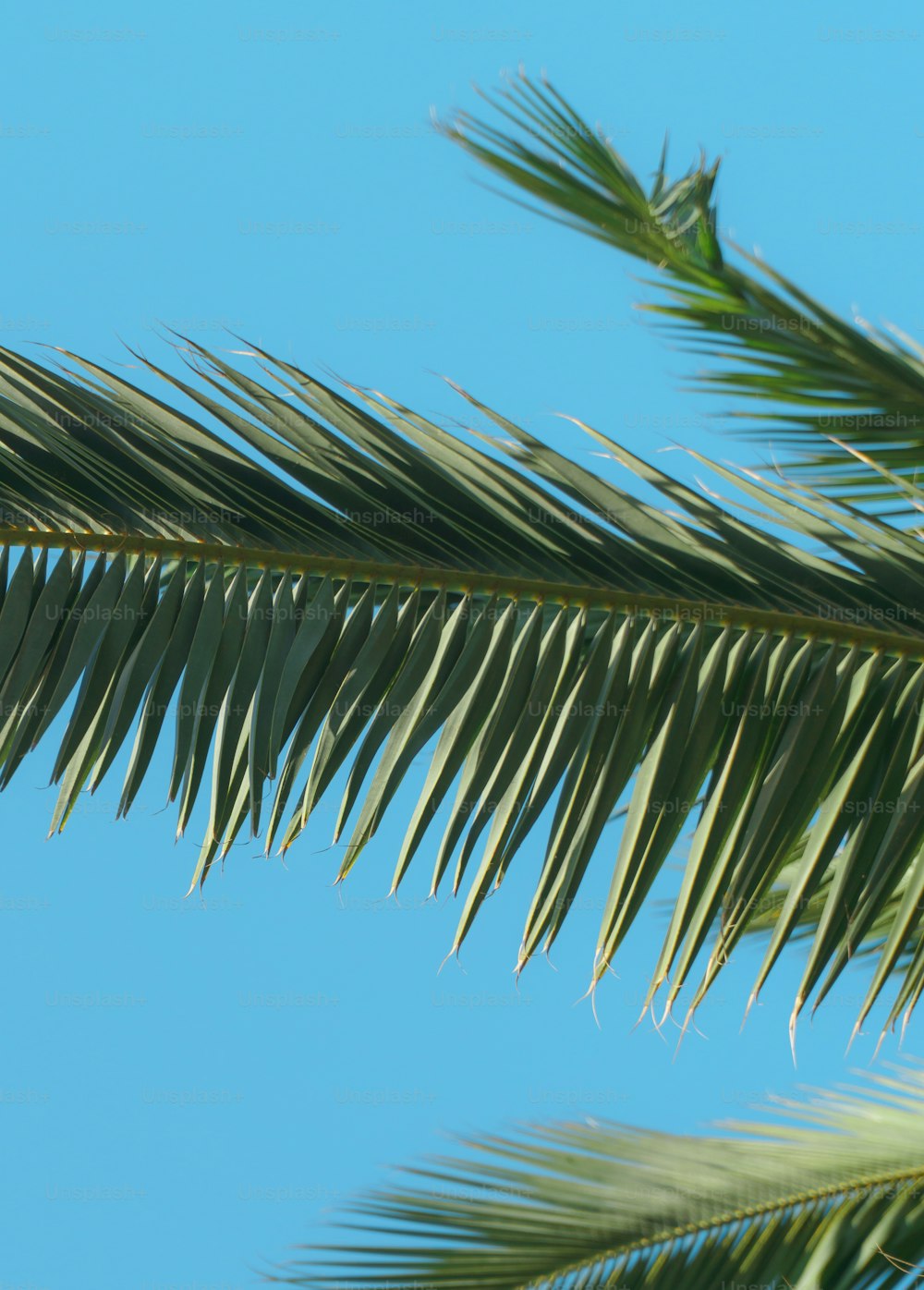 青い空を背景にしたヤシの木の接写