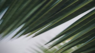 Una foto sfocata di foglie di palma