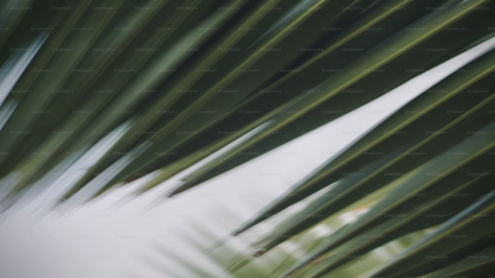 Una foto borrosa de las hojas de una palmera