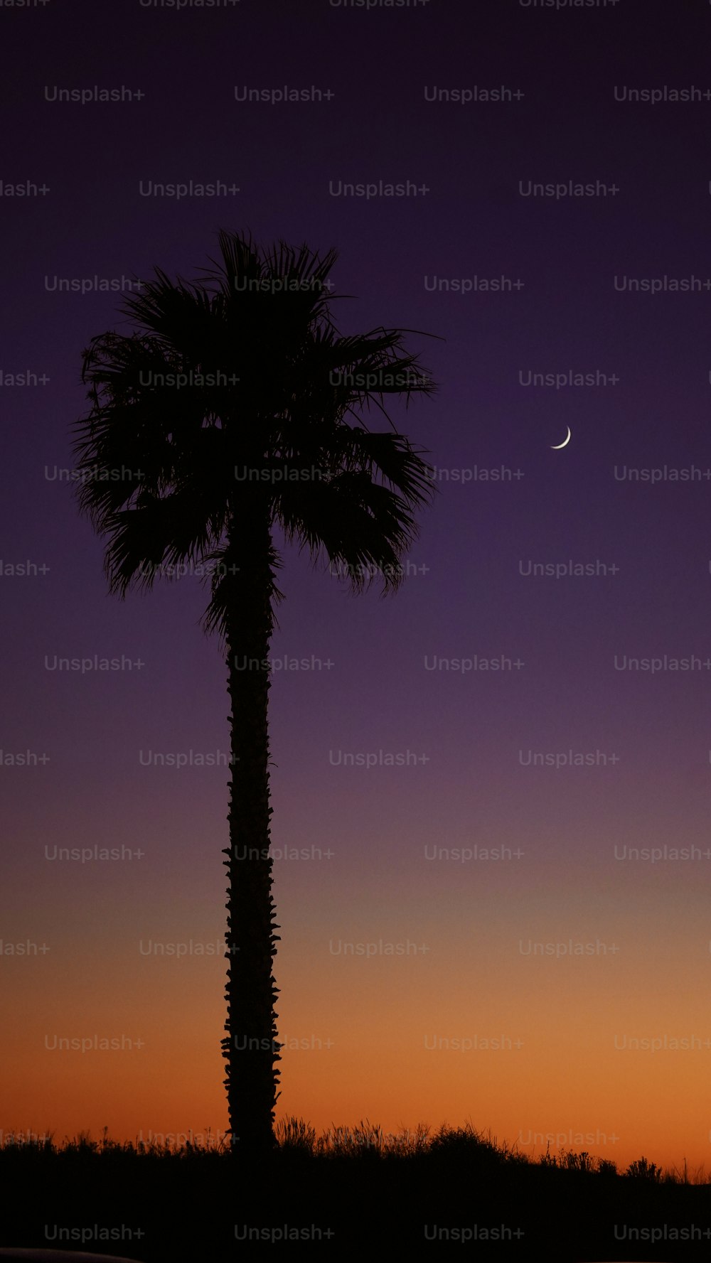 a palm tree with the moon in the background