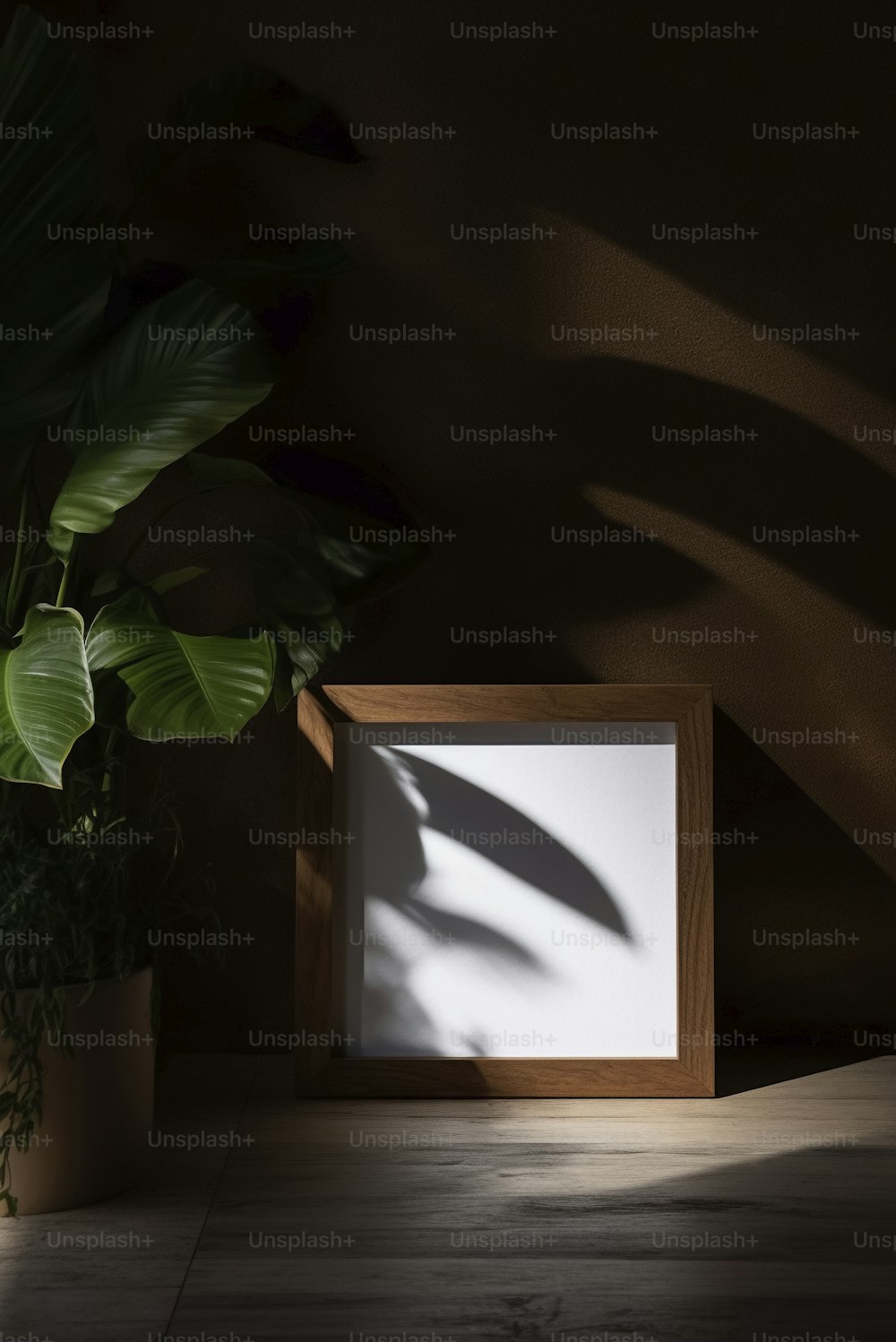 a shadow of a plant and a picture frame