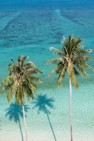 two palm trees on a beach with clear blue water