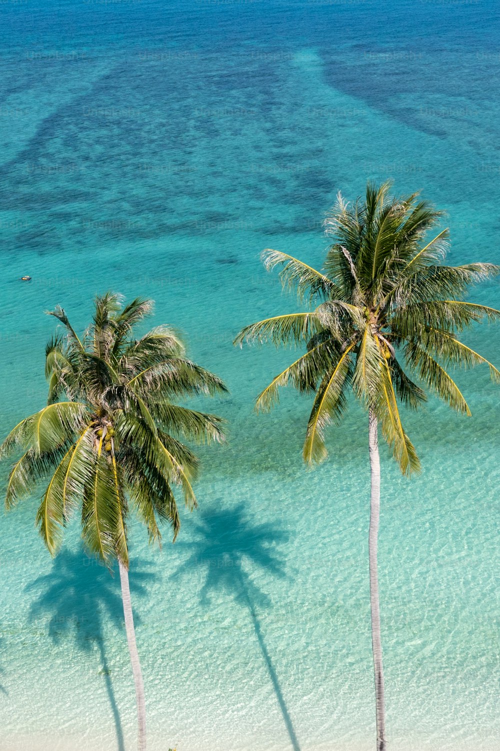 two palm trees on a beach with clear blue water