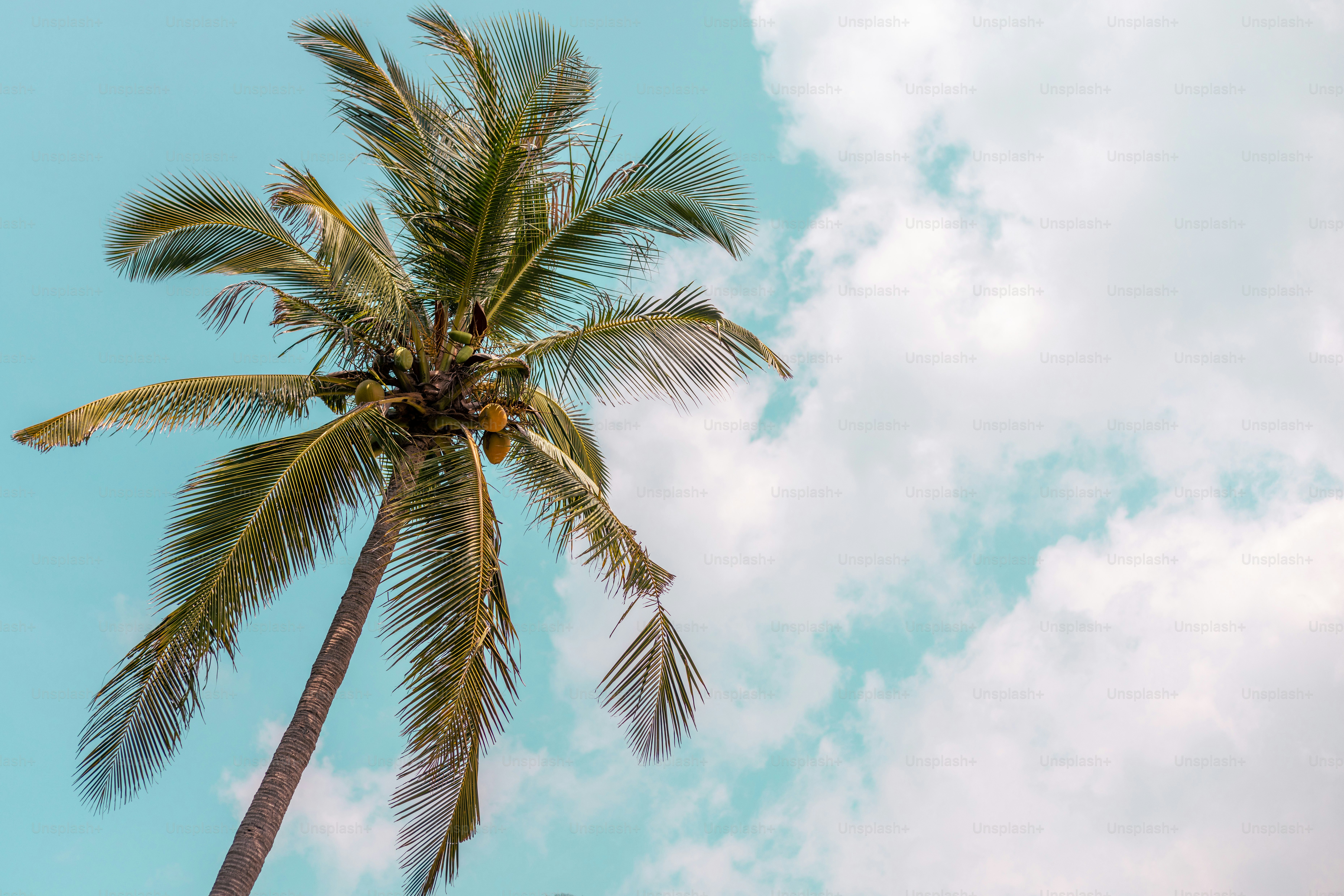 Eine Palme mit blauem Himmel im Hintergrund