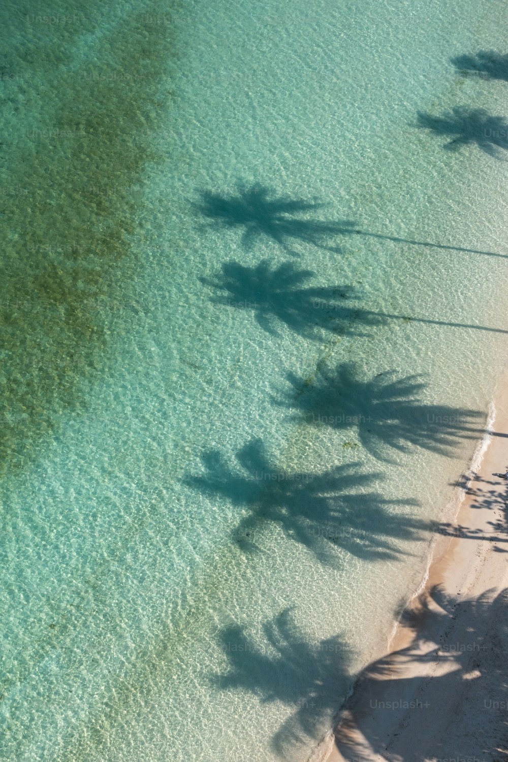 una vista di una spiaggia con palme nell'acqua