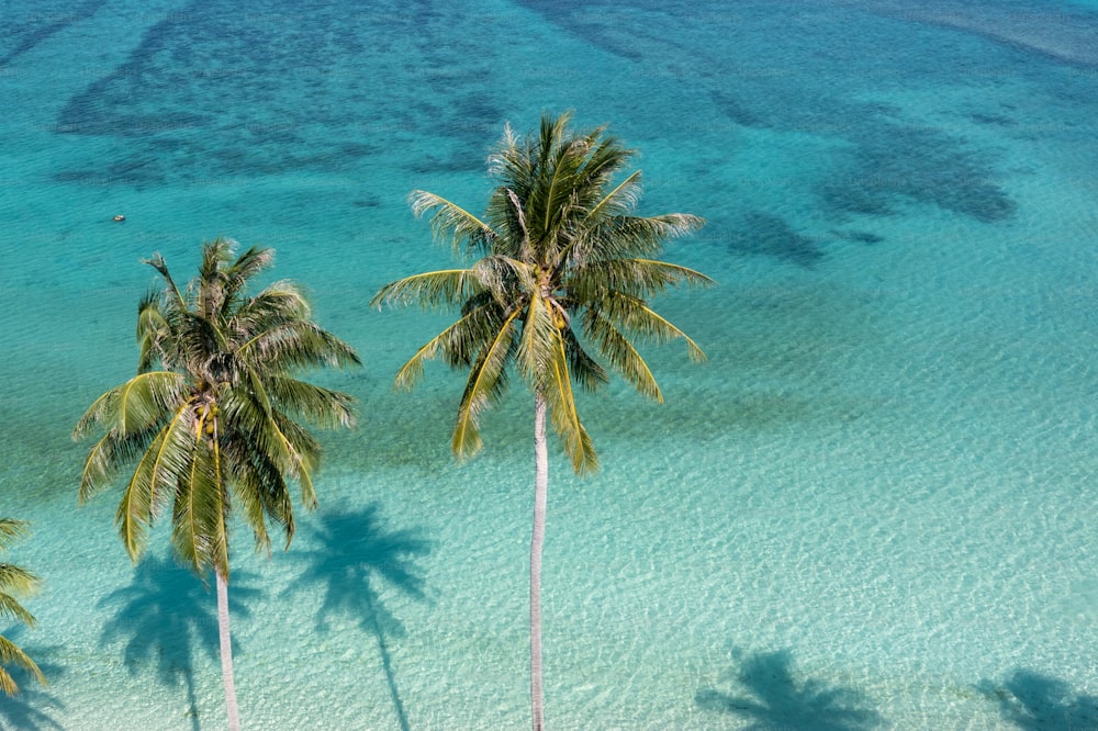 three palm trees are standing in the water