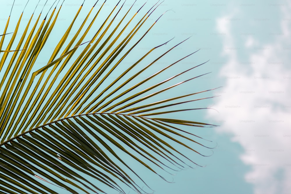 Un primo piano di una foglia di palma contro un cielo blu