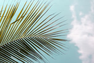 Eine Nahaufnahme eines Palmblattes vor blauem Himmel