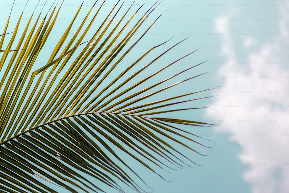 a close up of a palm leaf against a blue sky