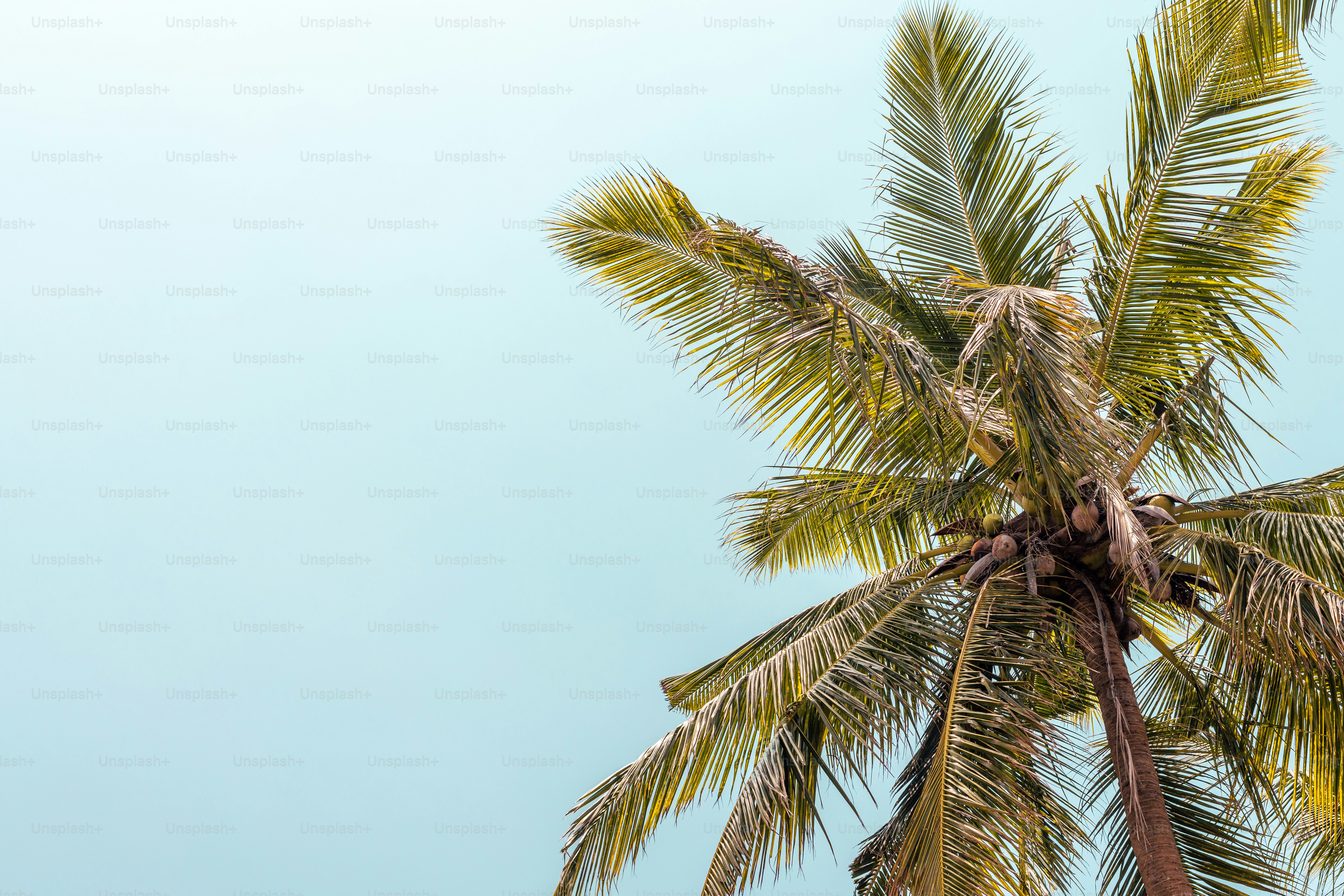 Eine Palme mit blauem Himmel im Hintergrund