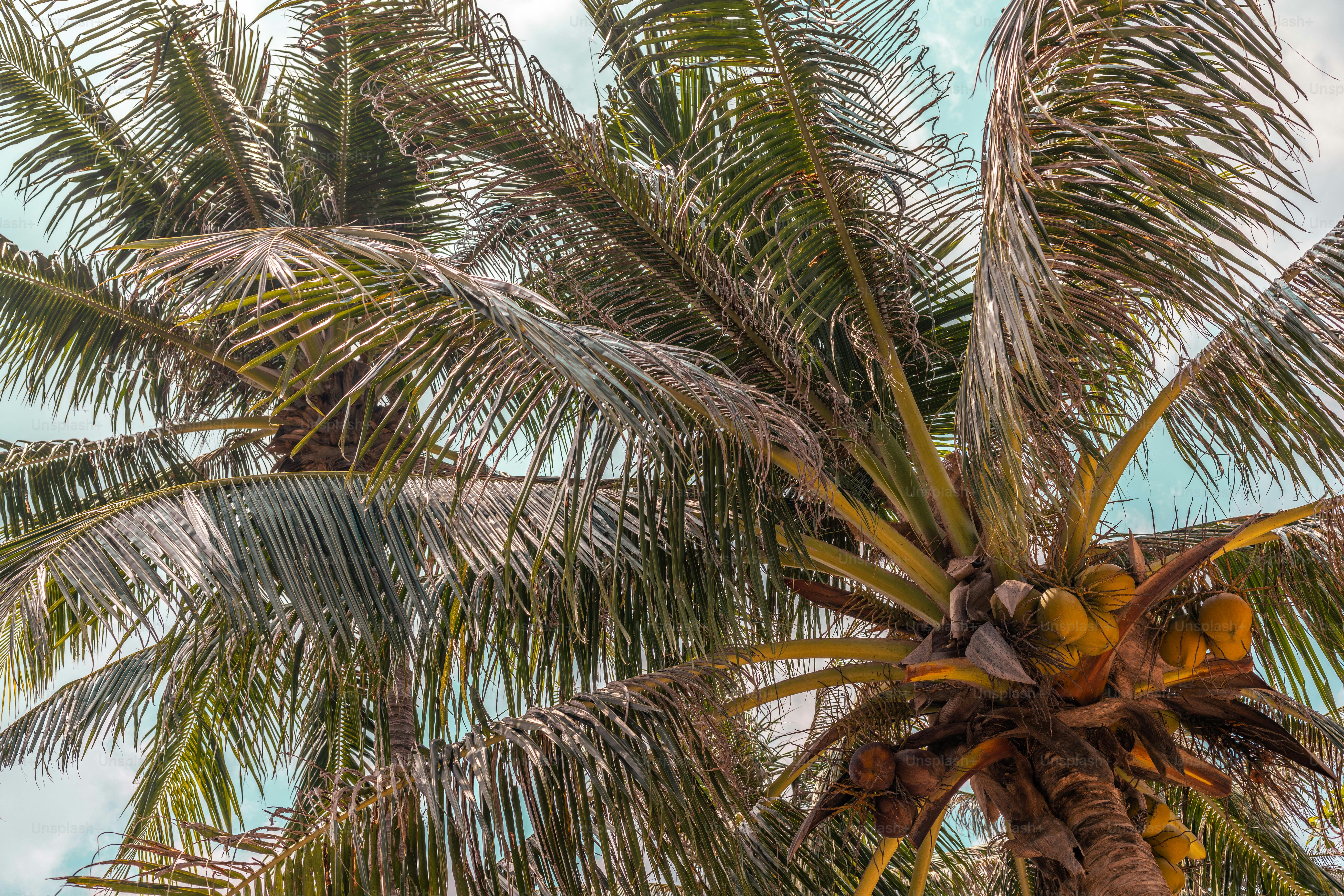 Un palmier avec un ciel bleu en arrière-plan