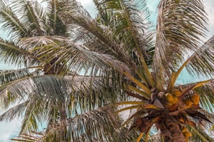 a palm tree with a blue sky in the background