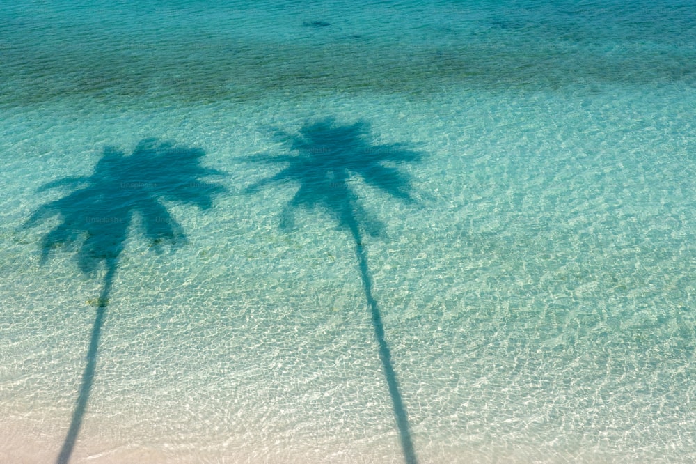 two palm trees casting shadows on a beach
