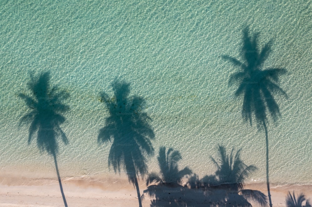 a beach with palm trees casting shadows on the sand