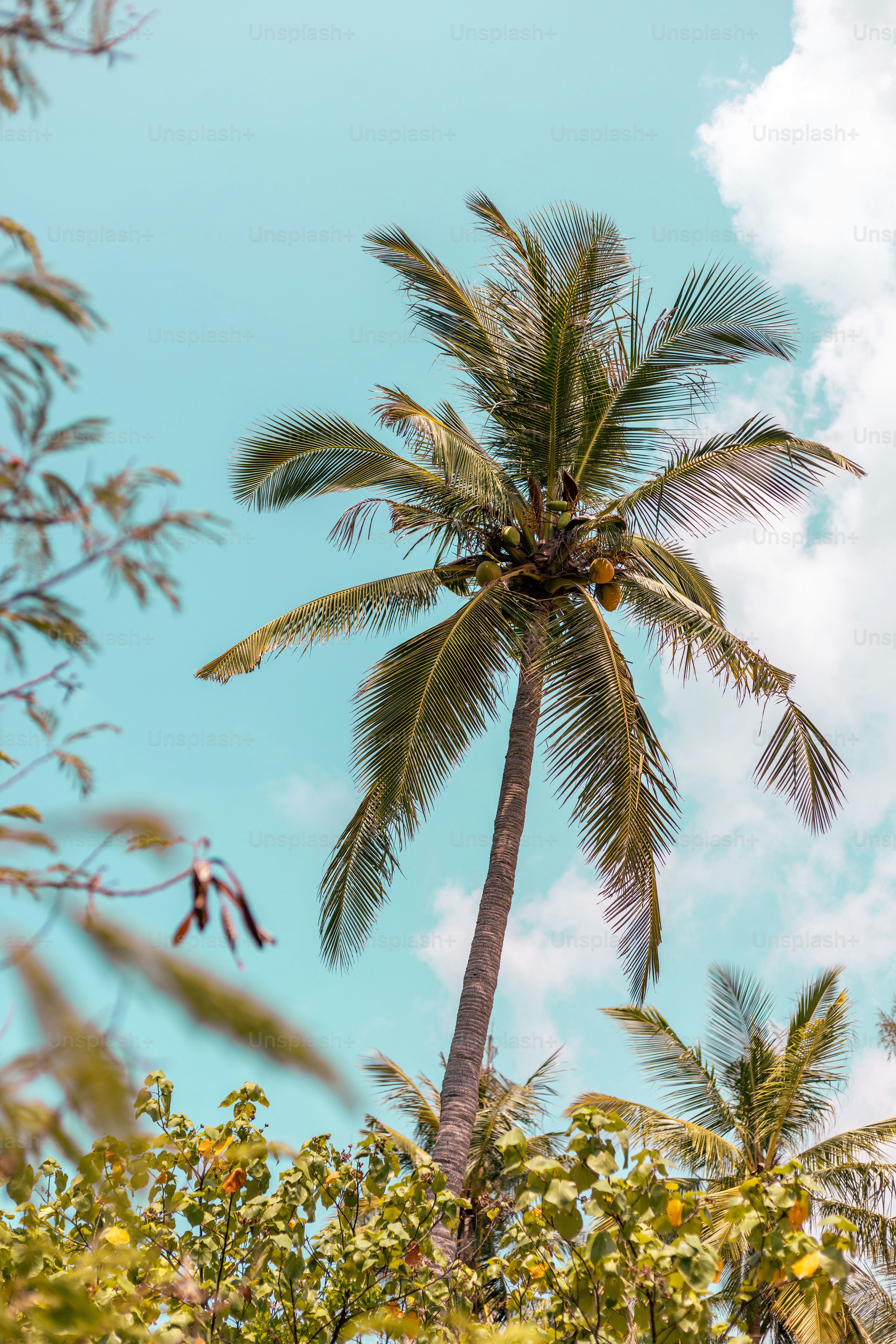 Eine Palme mit blauem Himmel im Hintergrund