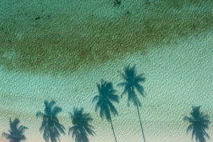 Un groupe de palmiers projetant des ombres sur une plage