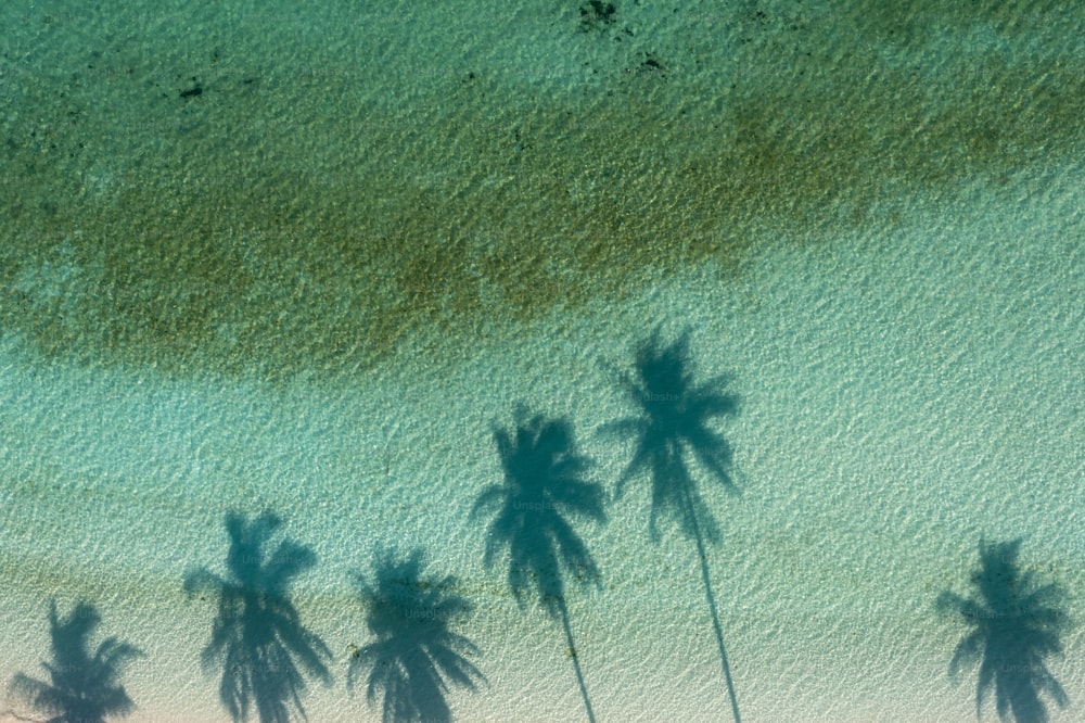 a group of palm trees casting shadows on a beach