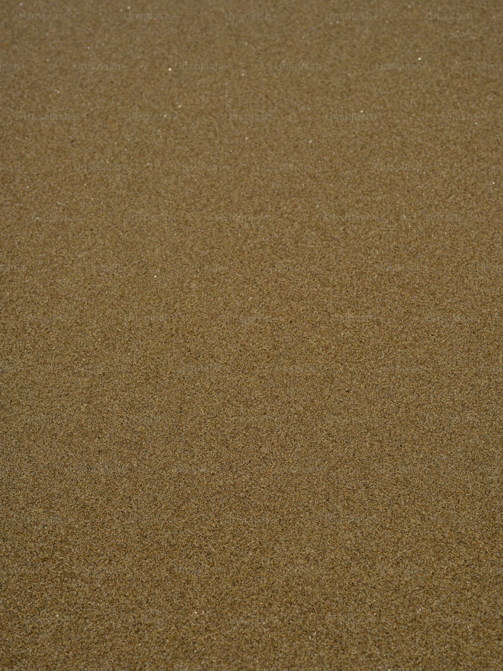 새가 해변의 모래에 서 있다