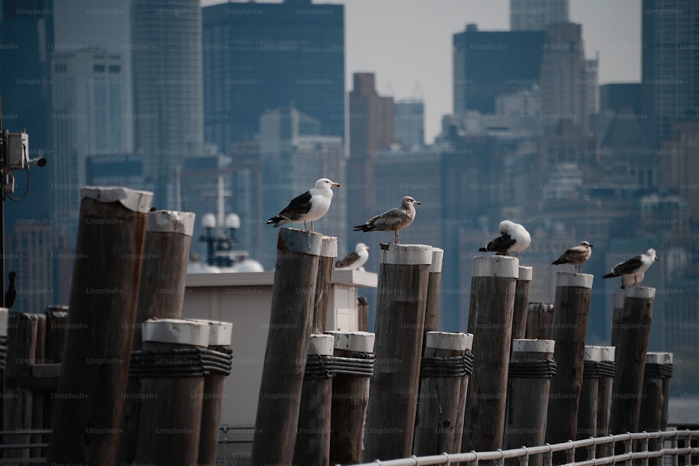 a group of birds sitting on top of wooden posts