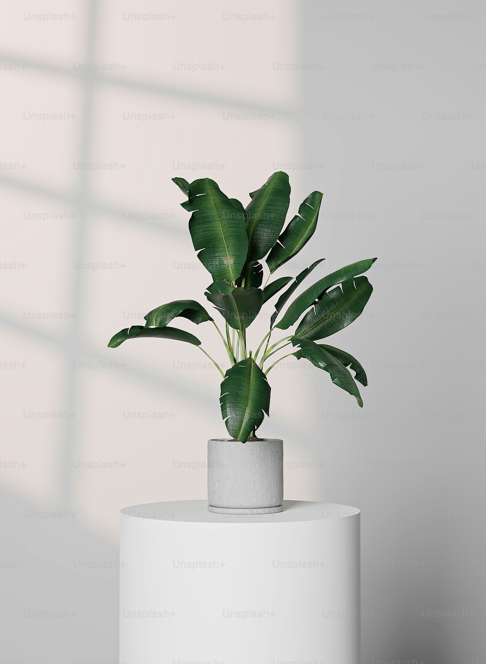 Una planta en maceta sentada encima de una mesa blanca