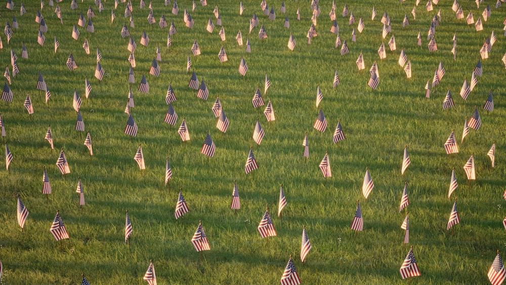 a field full of american flags in the grass