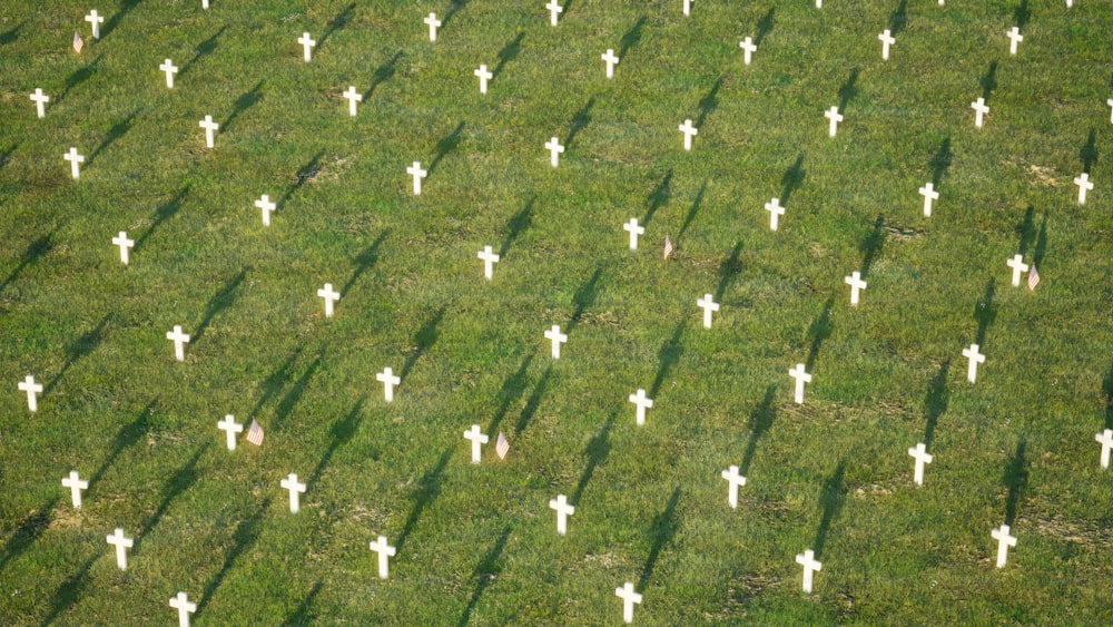 Eine Gruppe weißer Kreuze auf einem grasbewachsenen Feld