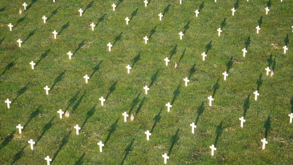 a group of white crosses in a grassy field